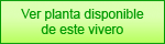 Consulte la planta disponible en el catálogo de Viveros MAÑENTE